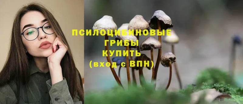 купить наркоту  кракен маркетплейс  Галлюциногенные грибы Cubensis  Котовск 